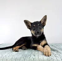 Xena, a female Australian Cattle Dog and German Shepherd Dog for sale in Indianapolis, IN – 1 of 5