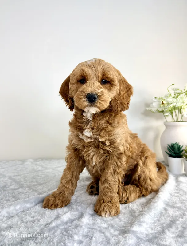 Georgie – Miniature Goldendoodle puppy for sale in Indianapolis, IN