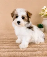 Henry, a male Havanese for sale in Indianapolis, IN – 3 of 5