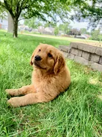 Buddy, a male Golden Retriever for sale in Indianapolis, IN – 3 of 4