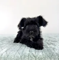 AKC Sammy, a male Miniature Schnauzer for sale in Indianapolis, IN – 3 of 5