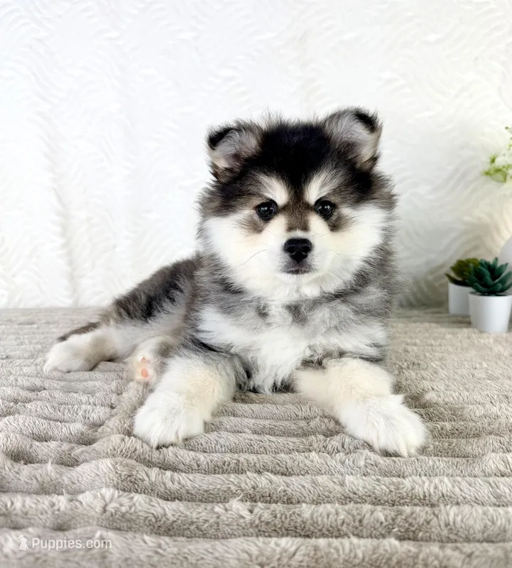 Frost – Pomsky puppy for sale in Indianapolis, IN