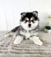 Frost, a male Pomsky for sale in Indianapolis, IN – 1 of 5