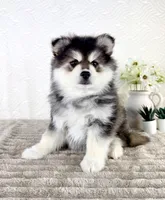 Frost, a male Pomsky for sale in Indianapolis, IN – 3 of 5