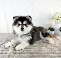 Frost, a male Pomsky for sale in Indianapolis, IN – 2 of 5