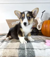 CKC Gwen, a female Pembroke Welsh Corgi for sale in Indianapolis, IN – 2 of 3
