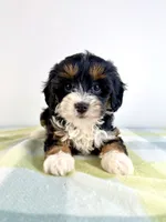 Dolly, a female Miniature Bernedoodle for sale in Indianapolis, IN – 4 of 5