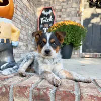 Waylon, a male Australian Cattle Dog for sale in Indianapolis, IN – 3 of 5