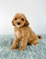 Biscuit , a male Cavapoo for sale in Indianapolis, IN – 3 of 4