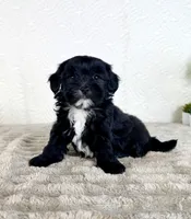 Bentley, a male Shihpoo for sale in Indianapolis, IN – 4 of 5