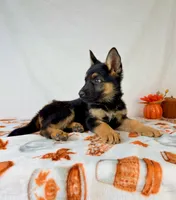 Luna, a female German Shepherd Dog for sale in Indianapolis, IN – 4 of 4