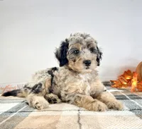 Ginny, a female Miniature Bernedoodle for sale in Indianapolis, IN – 2 of 6