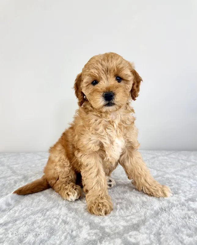 Goldie – Miniature Goldendoodle puppy for sale in Indianapolis, IN
