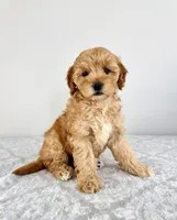 Goldie, a female Miniature Goldendoodle for sale in Indianapolis, IN – 1 of 5