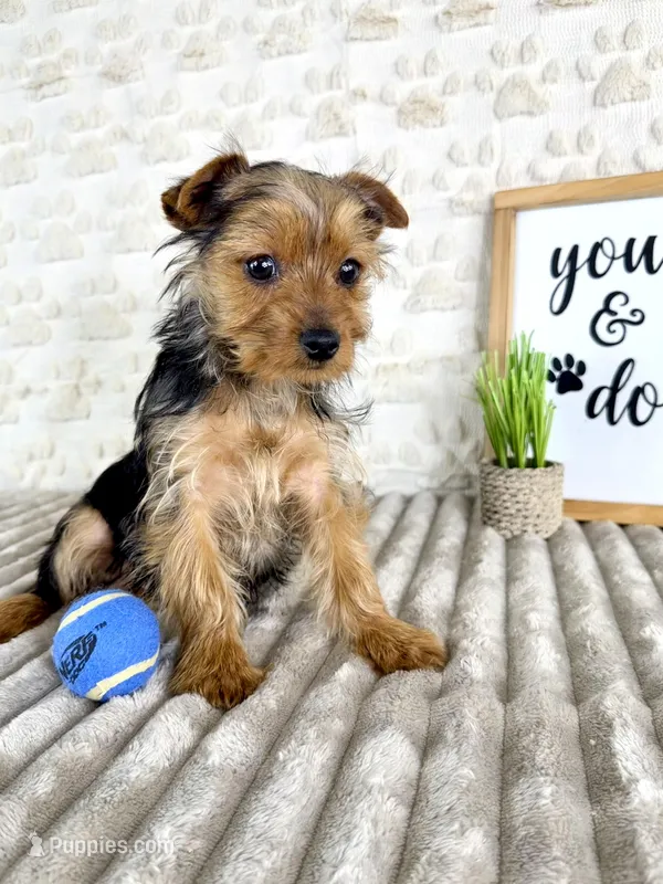 Teddy – Yorkshire Terrier puppy for sale in Indianapolis, IN