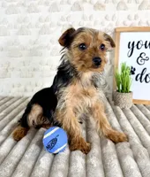 Teddy, a male Yorkshire Terrier for sale in Indianapolis, IN – Photo 7 of 7