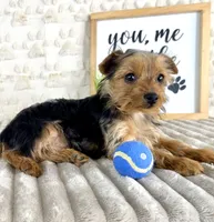 Teddy, a male Yorkshire Terrier for sale in Indianapolis, IN – Photo 4 of 7