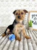 Teddy, a male Yorkshire Terrier for sale in Indianapolis, IN – Photo 6 of 7