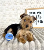 Teddy, a male Yorkshire Terrier for sale in Indianapolis, IN – Photo 3 of 7