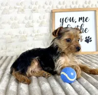 Teddy, a male Yorkshire Terrier for sale in Indianapolis, IN – Photo 2 of 7