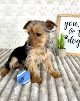 Teddy, a male Yorkshire Terrier for sale in Indianapolis, IN – Photo 5 of 7