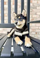 Shang, a male Shiba Inu for sale in Indianapolis, IN – 5 of 6
