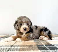 Agnes, a female Miniature Bernedoodle for sale in Indianapolis, IN – 4 of 5