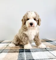 Stuart, a male Miniature Bernedoodle for sale in Indianapolis, IN – 5 of 6