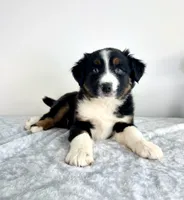 Lassie, a female Australian Shepherd for sale in Indianapolis, IN – 5 of 5