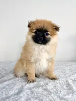 London, a female Pomeranian for sale in Indianapolis, IN – 2 of 5