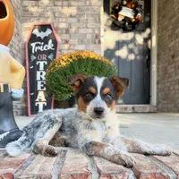 Waylon, a male Australian Cattle Dog for sale in Indianapolis, IN – 1 of 5