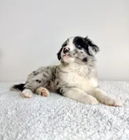 Rocket, a male Aussiedoodle for sale in Indianapolis, IN – 5 of 5