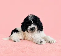Cookie, a female Cavapoo for sale in Indianapolis, IN – 4 of 4
