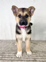 Sadie, a female German Shepherd Dog and Miniature Australian Shepherd for sale in Indianapolis, IN – 2 of 5
