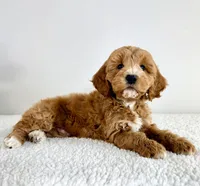 Sonny, a male Miniature Goldendoodle for sale in Indianapolis, IN – 2 of 5