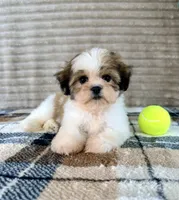 Sally, a female Mal Shi for sale in Indianapolis, IN – 4 of 5