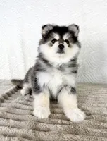 Frost, a male Pomsky for sale in Indianapolis, IN – 2 of 5