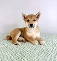 Mazie, a female Shiba Inu for sale in Indianapolis, IN – 2 of 6
