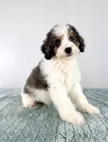 Dave, a male Miniature Bernedoodle for sale in Indianapolis, IN – 4 of 5