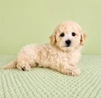 Barry, a male Bichon Frise for sale in Indianapolis, IN – 5 of 5