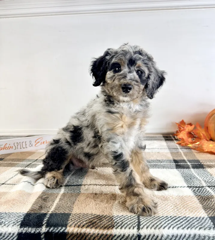 Harry – Miniature Bernedoodle puppy for sale in Indianapolis, IN