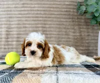 Pearl, a female Cavapoo for sale in Indianapolis, IN – 2 of 5