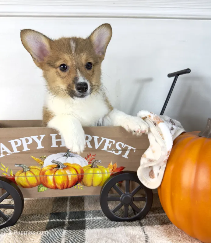 CKC Parker – Pembroke Welsh Corgi puppy for sale in Indianapolis, IN