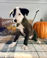 Honey, a female Border Collie for sale in Indianapolis, IN – 2 of 5