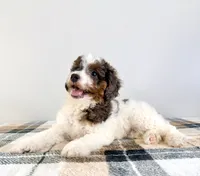 Margot, a male Miniature Bernedoodle for sale in Indianapolis, IN – 3 of 5