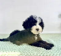 Casper, a male Miniature Bernedoodle for sale in Indianapolis, IN – 4 of 6