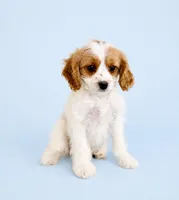 Angel, a female Cavapoo for sale in Indianapolis, IN – 3 of 5