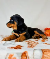 Duke, a female Rottweiler for sale in Indianapolis, IN – 5 of 6