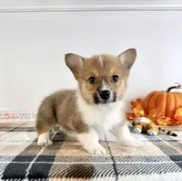 CKC Hobie, a male Pembroke Welsh Corgi for sale in Indianapolis, IN – 4 of 5