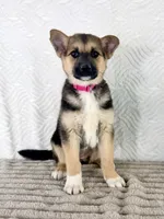 Sadie, a female German Shepherd Dog and Miniature Australian Shepherd for sale in Indianapolis, IN – 5 of 5